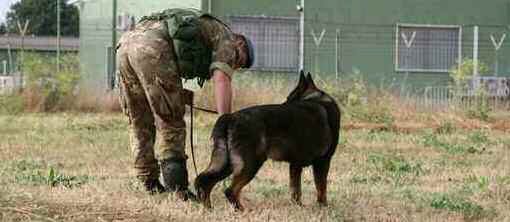 Un soldat et son chien