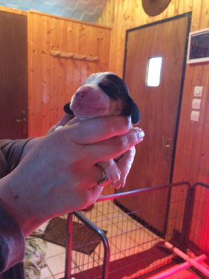 bebes basset hound nés le 27 fecrier 2015