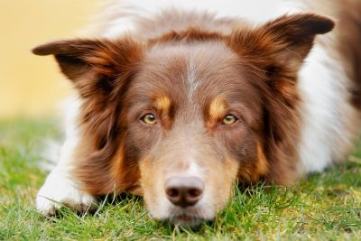 L’eczéma ou dermatite atopique chez le chien