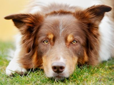 L’eczéma ou dermatite atopique chez le chien