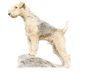 Lakeland terrier