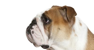 Que faire si l’oreille de mon chien paraît gonflée ?