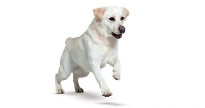 Calculs urinaires chez le chien : Peut-on les dissoudre grâce à l’alimentation ?