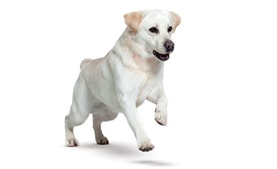 Calculs urinaires chez le chien : Peut-on les dissoudre grâce à l’alimentation ?