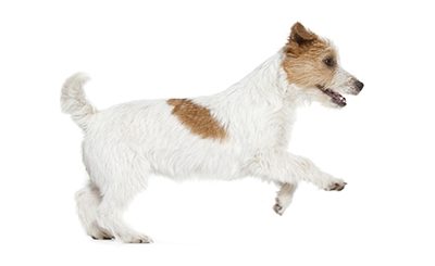 Troubles urinaires chez un chien : savoir les repérer et les identifier