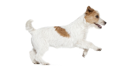 Troubles urinaires chez un chien : savoir les repérer et les identifier