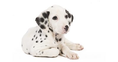 Le Dalmatien, chien de cinéma