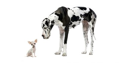 Petits et grands chiens : pourquoi les nourrir différemment du début à la fin de leur vie ?