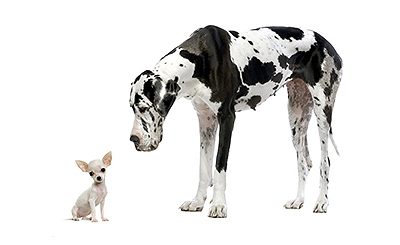Petits et grands chiens : pourquoi les nourrir différemment du début à la fin de leur vie ?