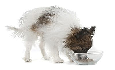 Comment choisir une alimentation pour chien ?
