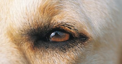 Opération de la cataracte : elle est réalisée aussi chez le chien