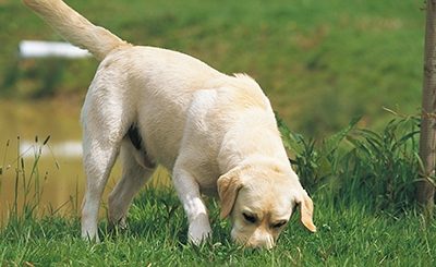 Avoir un chien qui terrasse le jardin: comment y remédier?