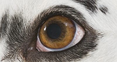 Comment communiquer avec un chien aveugle ou sourd ?