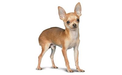 Le Chihuahua, la plus petite de toutes les races