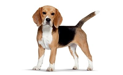 Le Beagle, chien de chasse à courre