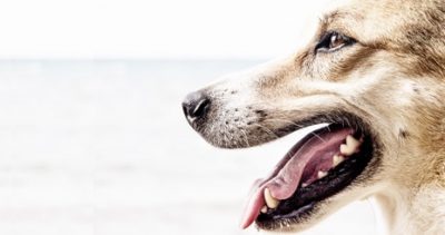 Extraction dentaire : comment nourrir mon chien ?