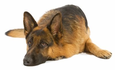 Le syndrome de dilatation-torsion de l’estomac (SDTE) chez le chien : une urgence absolue