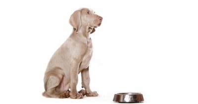 Le chien : un glouton dont il faut souvent modérer l’appétit !