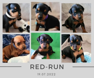 red run puppy