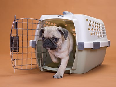 La cage de transport d’un chien