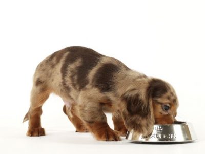 Les bienfaits des céréales dans les aliments pour chiens