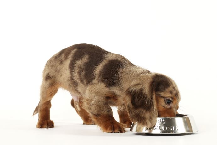 Les bienfaits des céréales dans les aliments pour chiens