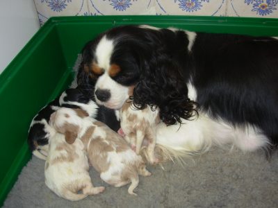 Biscotte et ses bébés