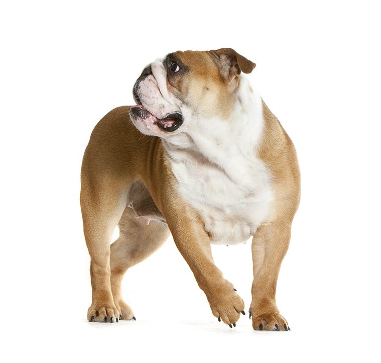 Morphologie du Bulldog