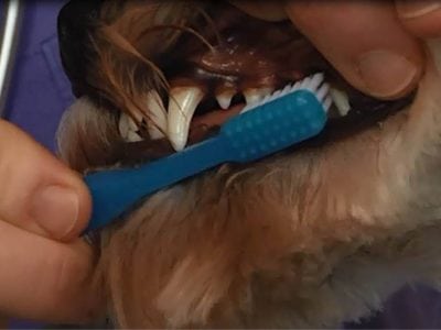 Brosser les dents du chiot