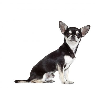 Le Chihuahua, animal sacré des temples Aztèques