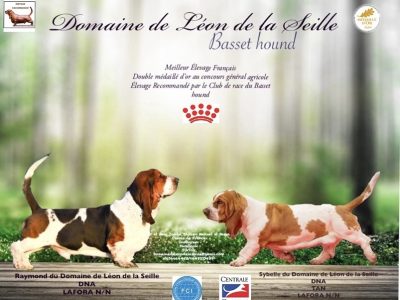 Chiot Basset hound : 4  mâles – 5  femelles 152147