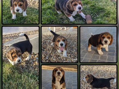 Chiot Beagle : 0  mâle – 1  femelle 148089