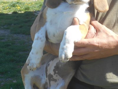 Chiot Beagle : 0  mâle – 1  femelle 148423
