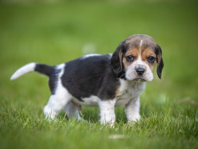Chiot Beagle : 2  mâles – 0  femelle 148480
