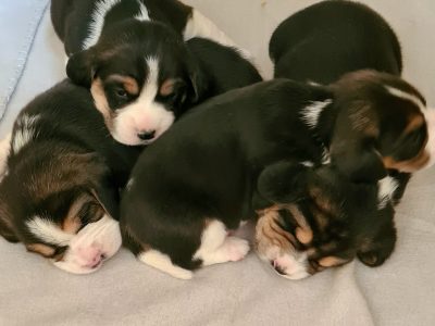 Chiot Beagle : 2  mâles – 2  femelles 152024