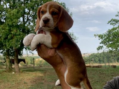 Chiot Beagle : 3  mâles – 1  femelle 132021