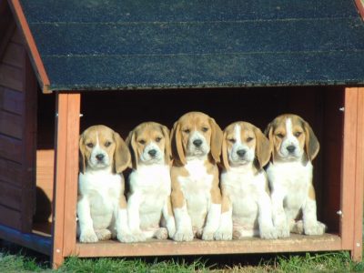 Chiot Beagle : 3  mâles – 2  femelles 135047
