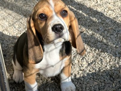 Chiot Beagle : 3  mâles – 4  femelles 149755