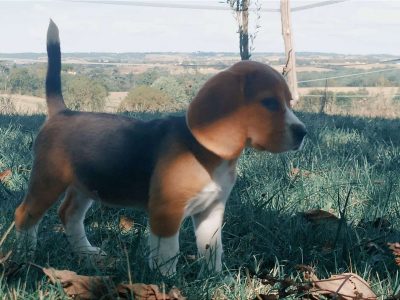 Chiot Beagle : 4  mâles – 3  femelles 132022