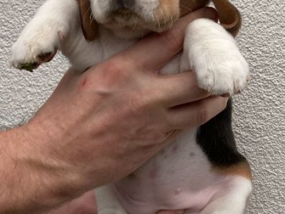 Chiot Beagle : 4  mâles – 4  femelles 131622
