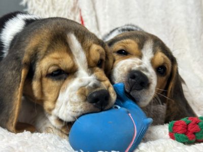 Chiot Beagle : 5  mâles – 1  femelle 151755
