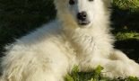 Chiot d'apparence Berger blanc suisse