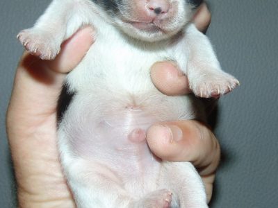Chiot Chihuahua : 1  mâle – 0  femelle 129521
