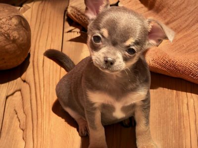 Chiot Chihuahua : 1  mâle – 0  femelle 137239