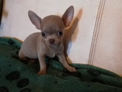 Chiot Chihuahua : 1  mâle – 1  femelle 145353