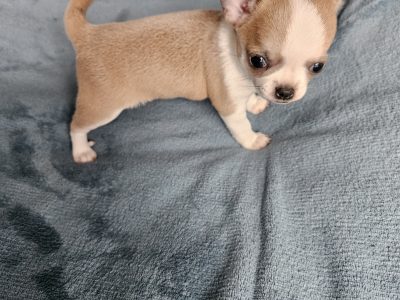 Chiot Chihuahua : 1  mâle – 1  femelle 146146