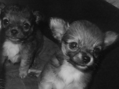 Chiot Chihuahua : 1  mâle – 3  femelles 149646