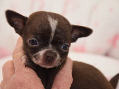 Chiot Chihuahua : 3  mâles – 0  femelle 149032