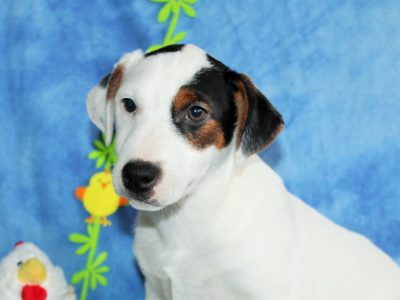 Chiot Jack russell terrier : 3  mâles – 0  femelle 150631