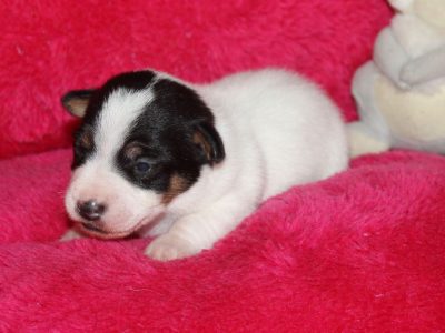 Chiot Jack russell terrier : 3  mâles – 0  femelle 151665